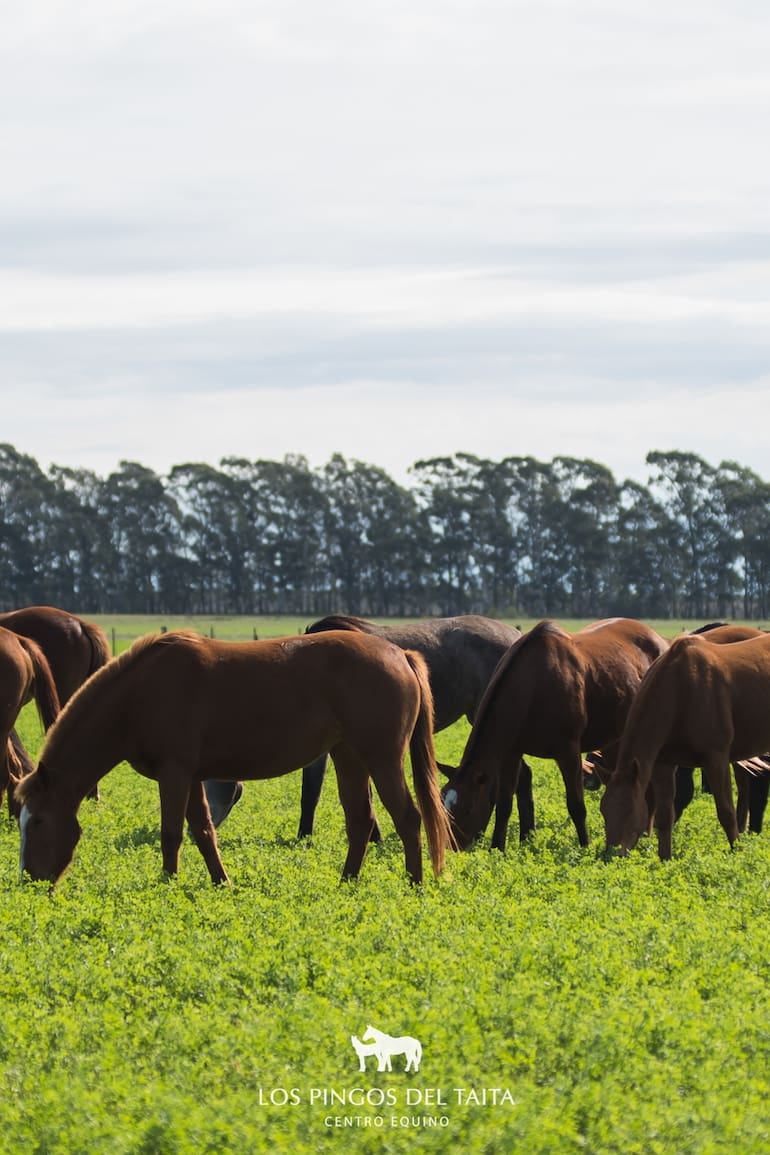 Caballos de polo