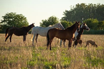Caballos de polo retirados