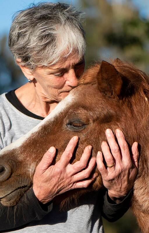 Caballos de Quilmes acoge hoy a 150 animales en recuperación
