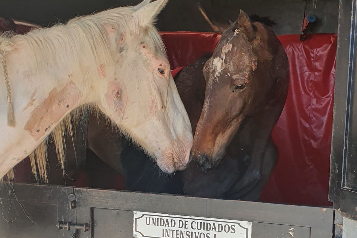 Caballos de Quilmes es la única ONG en el país que cuenta con dos salas de terapia intensiva para caballos (Foto: Gentileza Caballos de Quilmes)