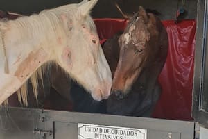 Caballos de Quilmes es la única ONG en el país que cuenta con dos salas de terapia intensiva para caballos (Foto: Gentileza Caballos de Quilmes)