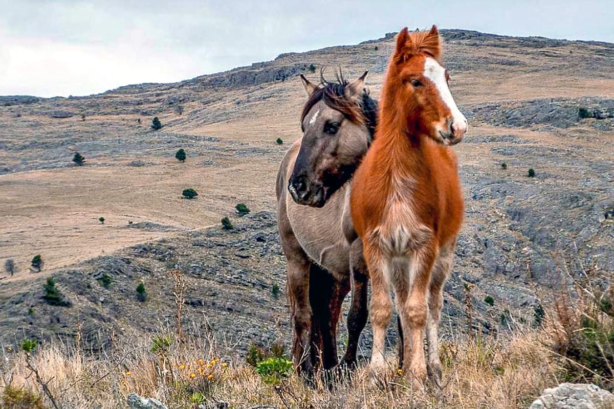 Caballos en el Parque Tornquist de Sierra de la Ventana