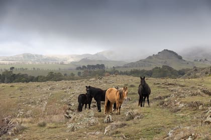 Caballos en las sierras.