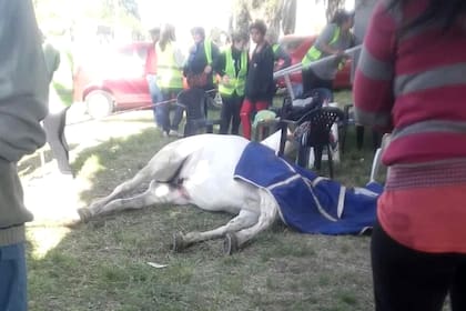 Caballos exhaustos y con signos de maltrato en la peregrinación gaucha a Luján