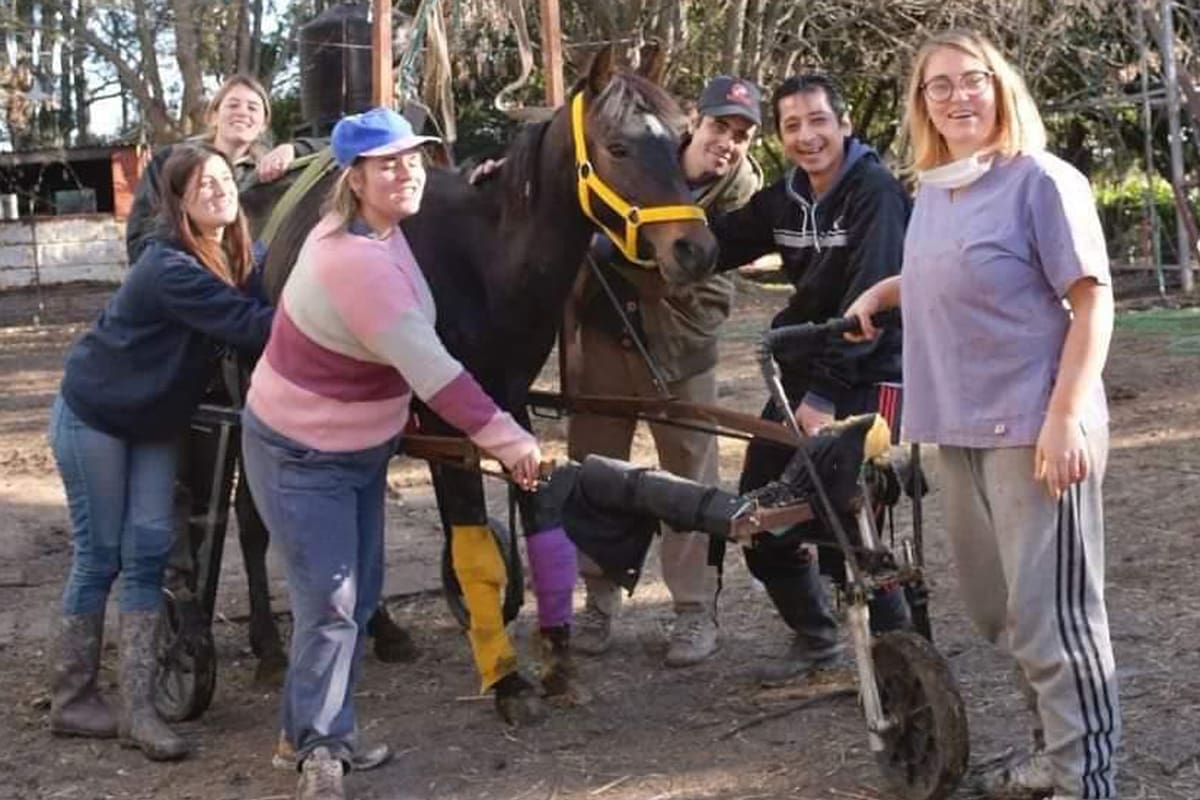 Voluntarios del CRRE con la yegua Ica, para quien confeccionaron una silla de ruedas, ya que tras su rescate en Tigre al principio no podía caminar porque tenía los tendones cortados
