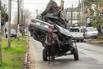 Las quejas más grandes de las diferentes entidades de rescate acuerdan que para una gran mayoría los animales son valiosos si tiran del carro, no importa si les lastima la correa o si les salen llagas, si necesitan curaciones o si se vuelven viejos