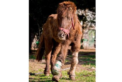 El pony Peregrino fue rescatado con una fractura mal fijada en su brazo derecho. Vive en el CRRE