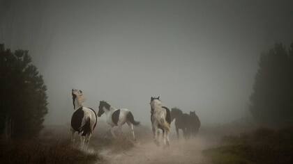 Caballos sueltos en el campo en la madrugada de Meliquina.