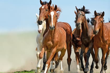 La piroplasmosis es una enfermedad que se transmite por garrapata y puede causar lesiones graves e incluso la muerte del caballo.