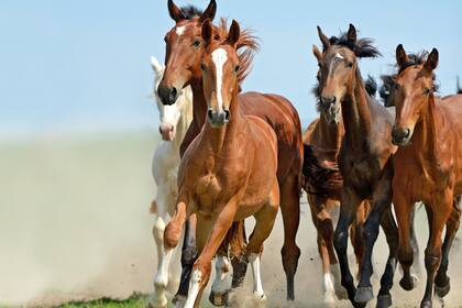 Caballos. Una resolución del Mercosur puso al sector en alerta