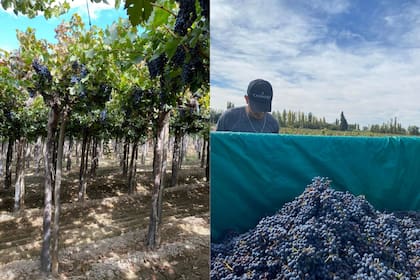 Cabernet sauvignon 2022 en Calingasta.