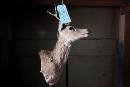 Cabeza embalsamada de un venado de las pampas que fue incautada por Fauna Nación