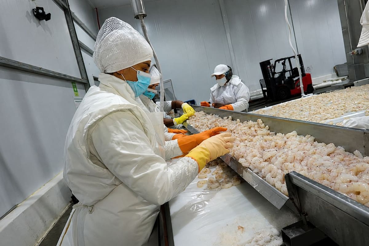 Cabo Vírgenes está especializada en la captura, procesamiento y exportación de langostino austral salvaje