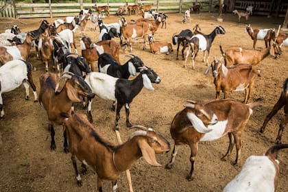Cabras de la raza anglonubian de la Alquería Santa Olalla.