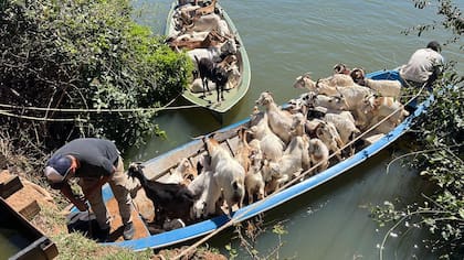 Cabras cruzando en lancha