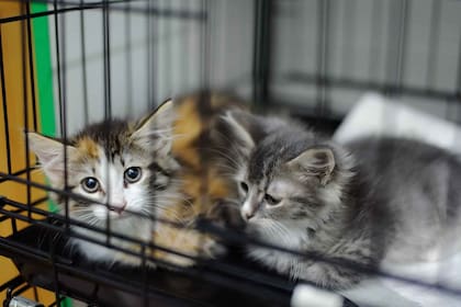 Cachorros de gato, en un refugio