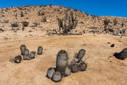 Cactus Copiapoa cinerea y Eulychnia iquiquensis en el Parque Nacional Pan de Azúcar en el desierto de Atacama, Chile.