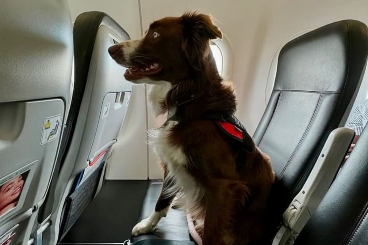 Cada aerolínea tiene sus requerimientos específicos (Foto: Instagram @soyde4patas)