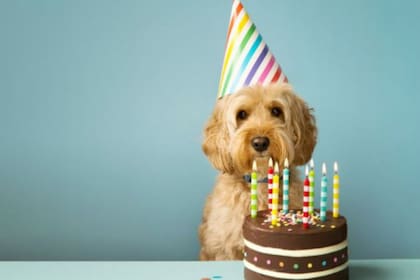 Cada año de vida de un perro no equivale a 7 años humanos, como muchos piensan