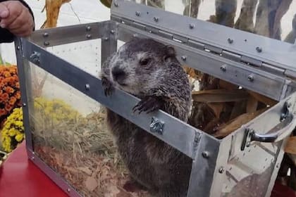 Cada año, el Día de la Marmota se celebra el 2 de febrero en Estados Unidos