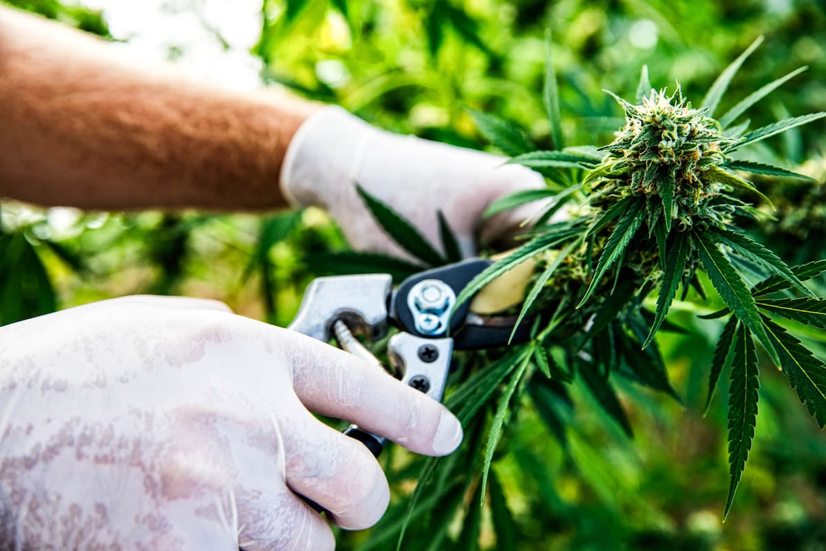 Cada año, entre agosto y diciembre, decenas de personas de todas partes del mundo, especialmente de América Latina, arriban a California para trabajar en la temporada de trimming