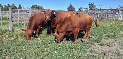 Cada año produce unos 30 reproductores que comercializa principalmente en el circuito de exposiciones patagónicas