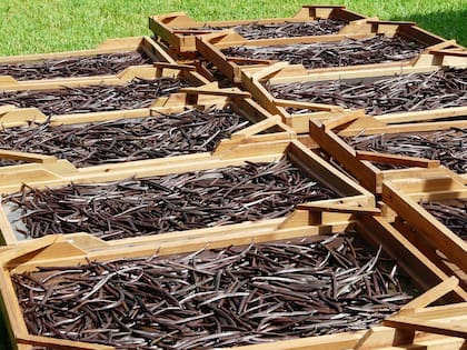 Cada año se cultivan 1995 toneladas de vainas de vainilla secas