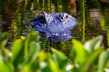 Cada año se reportan unos 10 mil avistamientos de caimanes en Florida