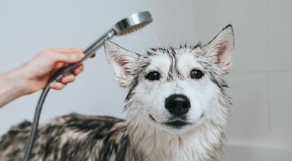 Cada cuánto conviene bañar a un perro