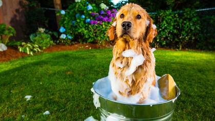 Cada cuánto conviene bañar a un perro