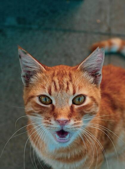 Cada gato desarrolla maullidos únicos, moldeados por su entorno y su relación con las personas