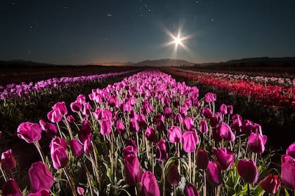 Cada mes de octubre, en el valle cordillerano chubutense, a 25 kilómetros de Esquel y a 12 de Trevelin, 27 variedades de tulipanes imprimen de colores el paisaje patagónico