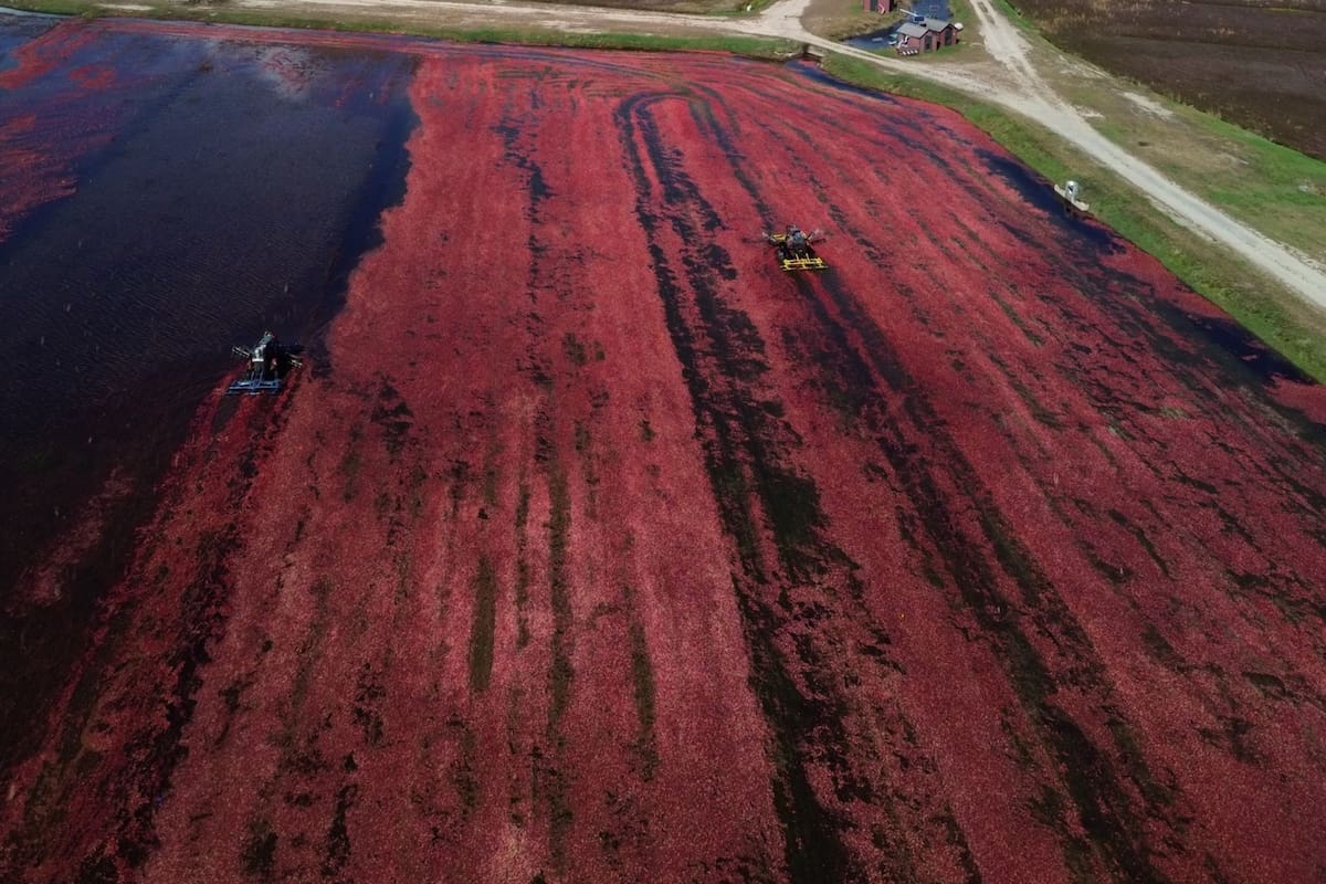 Cada otoño boreal, los pantanos de Massachusetts se tiñen de rosa cuando los agricultores inundan los campos para recolectar los arándanos