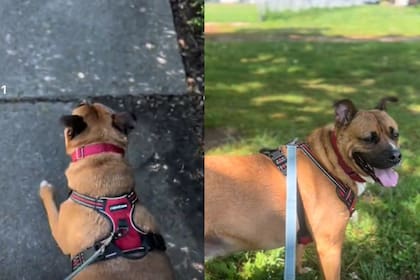 Cada paseo dura unos 40 minutos e incluye juegos, orden y agua limpia para la mascota