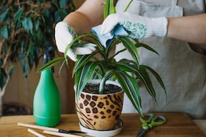 Cada planta tiene cuidados específicos que deben tenerse en cuenta a la hora de seleccionarlas
