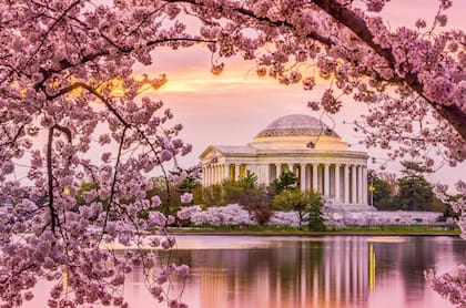 Cada primavera, el Festival Nacional de los Cerezos en Flor atrae a miles de turistas a Washington DC por la floración de los cerezos japoneses