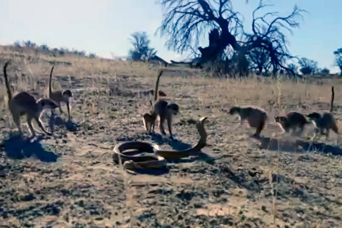 Cada una a su turno, las suricatas hicieron su trabajo en conjunto