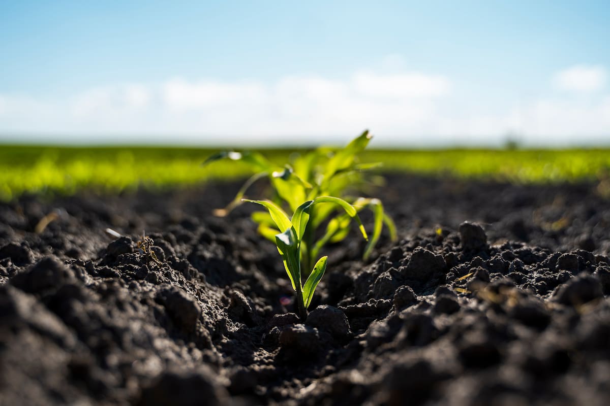 Cada uno de los significados de los sueños con tierra