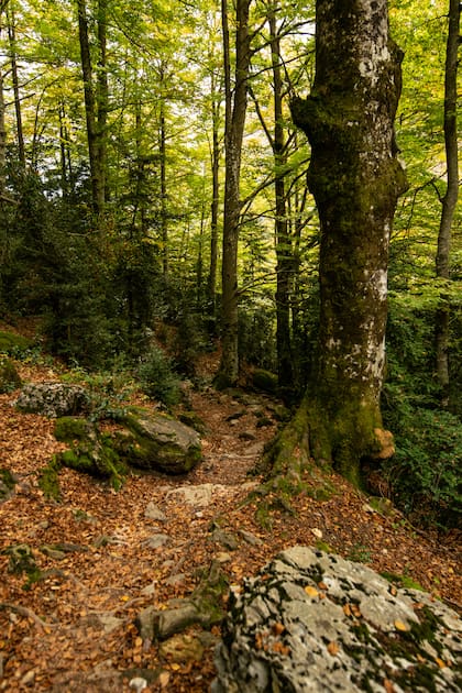 Cada vez hay más preocupación mundial por detener la deforestación (Foto: Freepik)