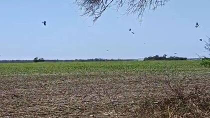 Cada vez hay más sobrepoblación de palomas en Santa Fe