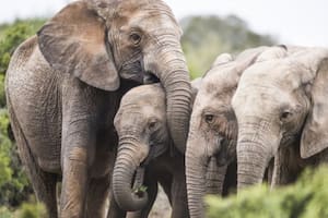 Cada vez más elefantas están naciendo sin colmillos en el Parque Nacional de Gorongosa, en Mozambique