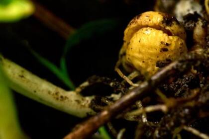 Cada vez más empresas fabrican "carne" a base de vegetales. Los guisantes son una opción para esas compañías