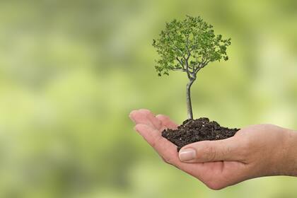 Cada vez más personas toman conciencia del grado de responsabilidad individual que tienen en la contaminación ambiental y deciden cambiar sus hábitos para compensarlo