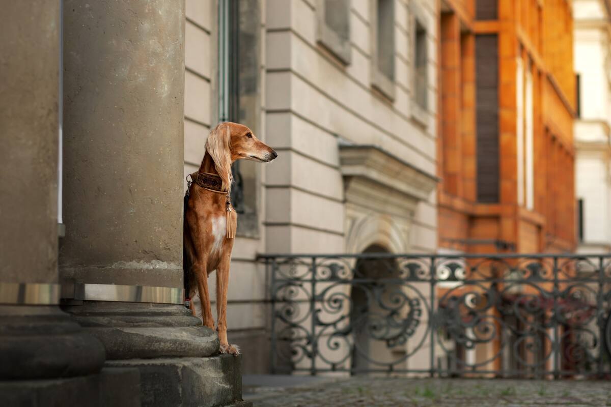 Cada vez se ven más galgos en las calles, y hay una razón