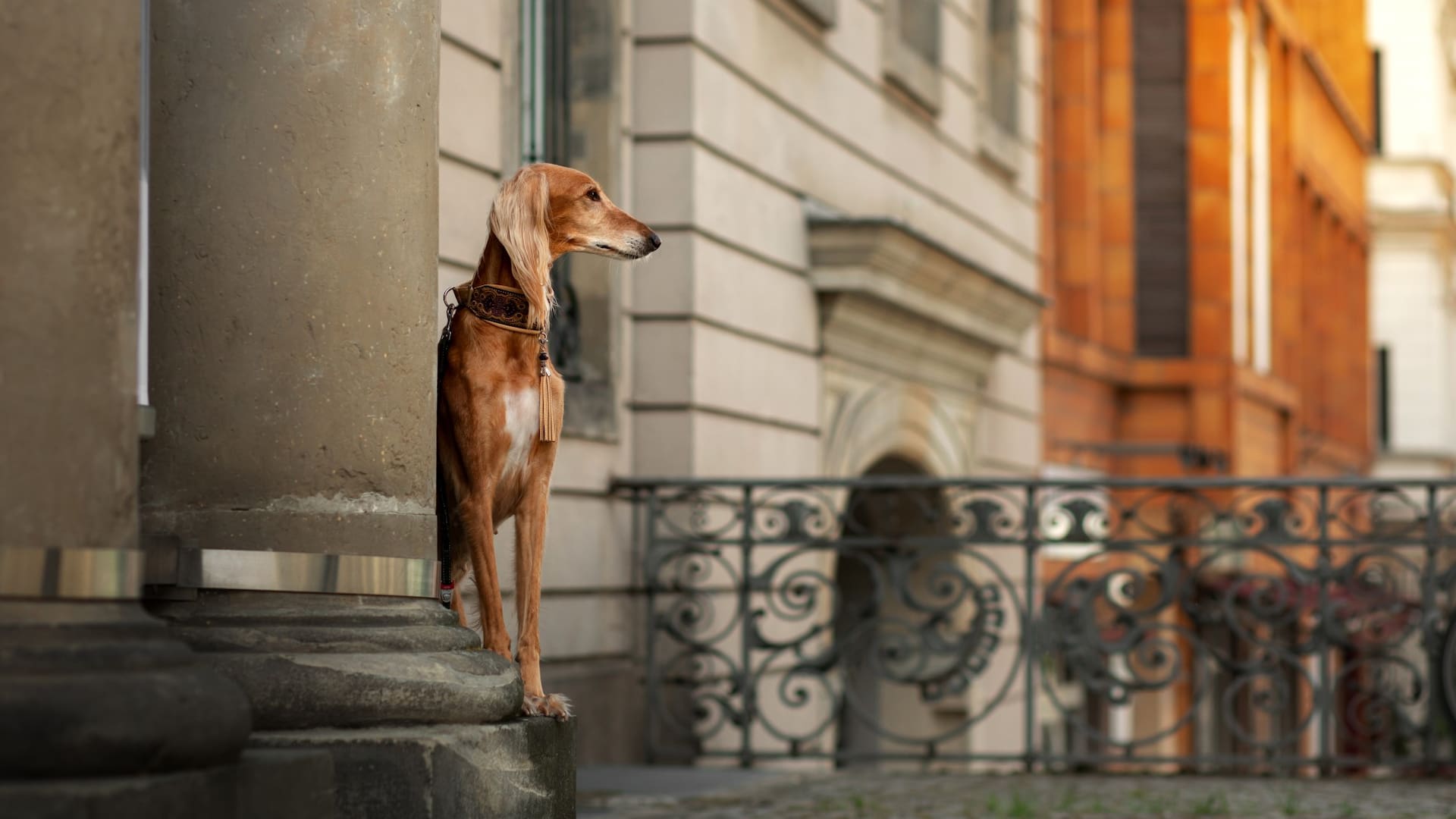 Cada vez se ven más galgos en las calles, y hay una razón