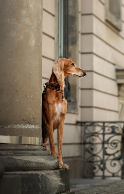 Cada vez se ven más galgos en las calles, y hay una razón