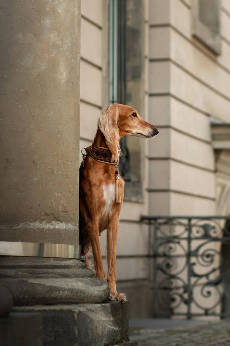 Cada vez se ven más galgos en las calles, y hay una razón