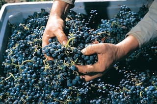 El vino argentino se suma al movimiento vegano