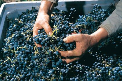 Cada vez son más las bodegas que obtienen la certificación de que sus productos no emplean insumos de origen animal