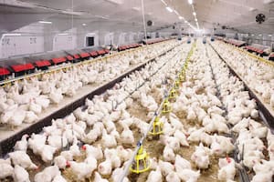 Cada vez son más las organizaciones e incluso gobiernos que abogan por una alimentación más sostenible, reducida en productos cárnicos